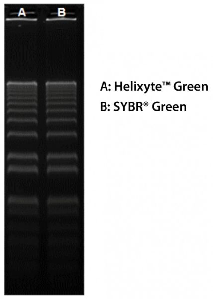 Picture of SYBR Green Nucleic Acid Gel Stain - Cyber Green Nucleic Acid Gel Stain