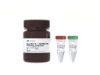 Picture of Equalbit 1x dsDNA HS Assay Kit 500 assays