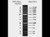 Picture of 1kb Wide Range DNA Marker PLUS (100bp – 10kb), Ready-to-use