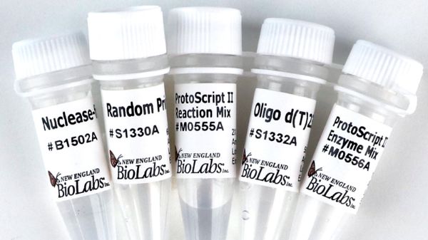 Picture of ProtoScript II First Strand cDNA Synthesis Kit