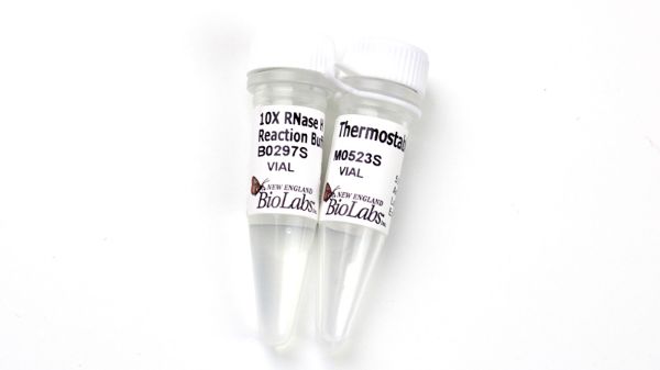 Picture of Thermostable RNase H 