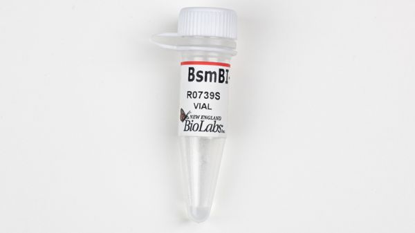 Picture of BsmBI-v2 - 200 units