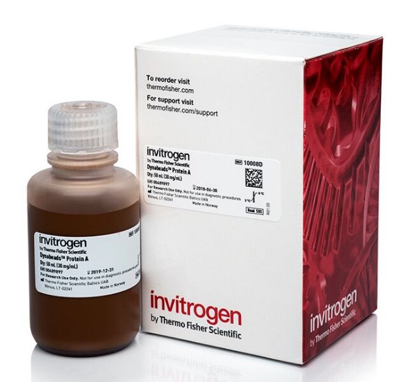 Picture of Dynabeads Protein A for Immunoprecipitation (100 tests)