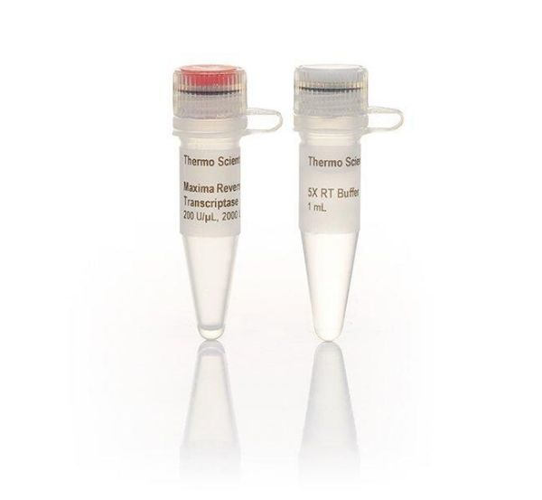 Picture of Maxima Reverse Transcriptase (200 U/ul)
