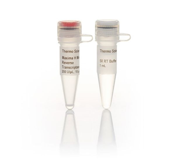 Picture of Maxima H Minus Reverse Transcriptase (200 U/ul)