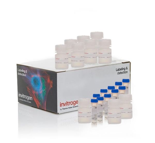 Picture of CyQUANT MTT Cell Viability Assay (1000 assays)