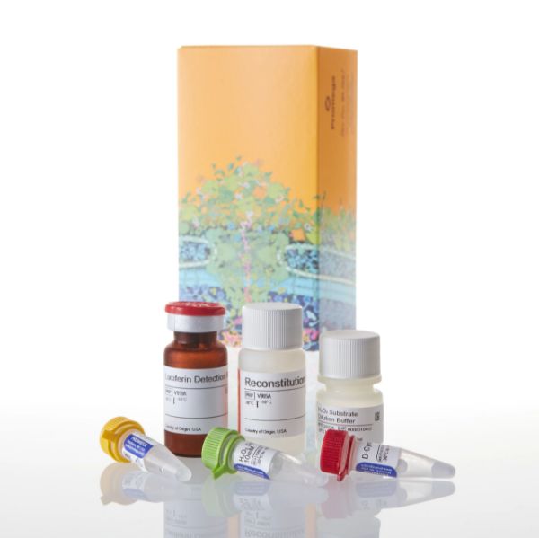 Picture of ROS-Glo H₂O₂ Assay, 10ml